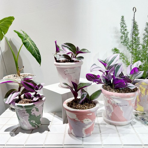 화분포함 완제품 보라색잎이 예쁜 삼색 달개비 - 핸드메이드 토분 2size, 1개, 핑크솔리드M(받침없음)