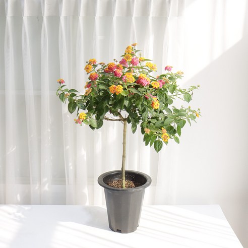 란타나 화분 하나로 완성하는 싱그러운 플랜테리어