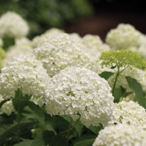 똥손도 금손되는 마법, 아나벨 수국으로 초록빛 일상을 시작하세요!