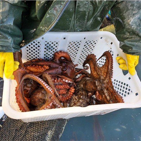 [프리미엄 제수용] 통영 오늘잡은 활 돌문어 생물, 1개, 제수용 1.5kg(1미)