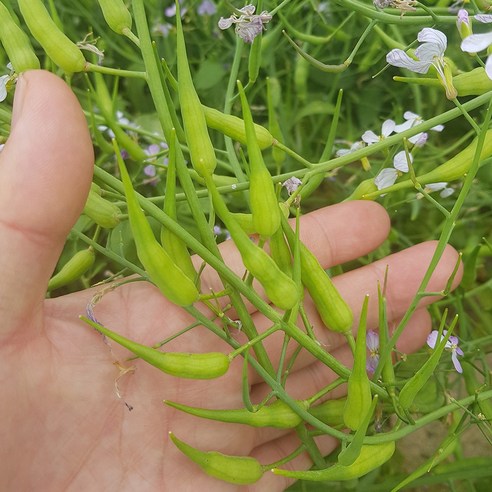 게걸무씨앗기름, 건강한 일상을 위한 지혜로운 선택
