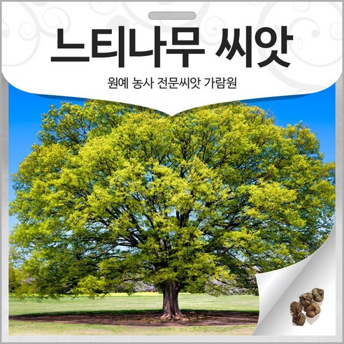 느티나무 씨앗 나무 종자 나무씨 수목종자 300알 - 채소씨앗 | 쿠팡