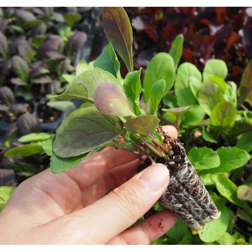 🥬 텃밭 초보도 금손 되는 마법! 싱싱한 루꼴라, 이제 집에서 키워보세요 루꼴라모종