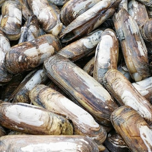 당일채취_전남벌교 맛조개 2Kg, 단일속성