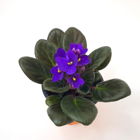 아프리칸 바이올렛으로 일상에 싱그러움을 더하세요!