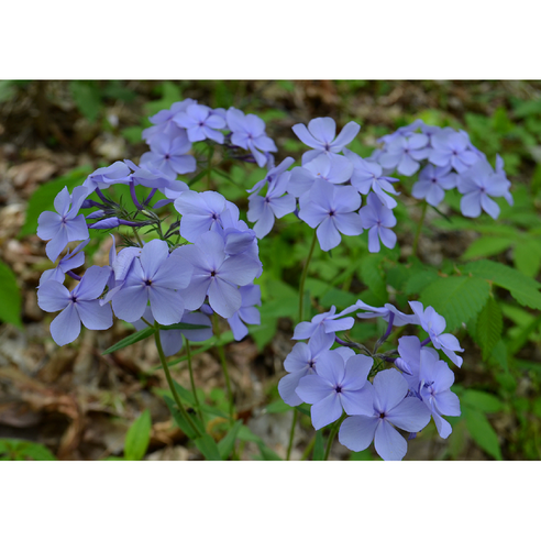 향기로운 봄을 부르는 차가플록스 - 향기플록스 퍼플의 매력