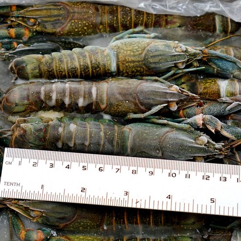 신선하고 영양가 풍부한 마라롱샤 인도네시아 크레이피쉬: 다양한 요리에 적합한 맛있는 해산물