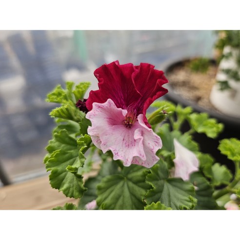 섬세한 아름다움이 피어나는 공간, 콴탁퍼펙션 리갈제라늄의 매혹적인 자태 콴탁메이