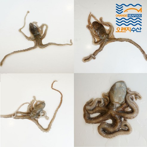 해남 뻘낙지로 만든 맛있는 구이와 탕