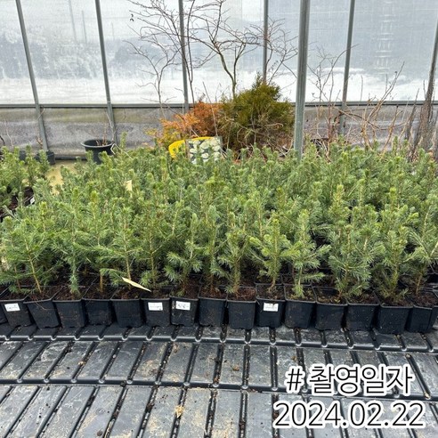 은청가문비로 집안에 자연을 더하다