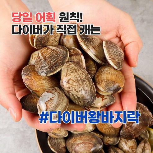 신선함이 넘치는 바다자리 다이버 왕 바지락