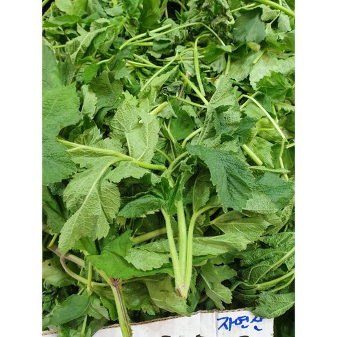 봄의 향기를 식탁에, 자연산 어수리나물로 건강과 풍미를 더하다.