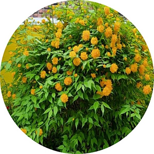 내 손으로 만드는 싱그러운 정원, 황매화/죽단화/죽도화 묘목 세트