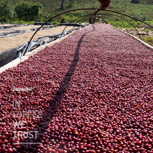 파나마 게이샤의 원종, 에티오피아의 희귀 보물