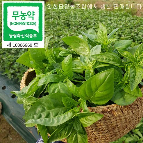 안산팜 무농약 스위트 바질, 200g, 1개