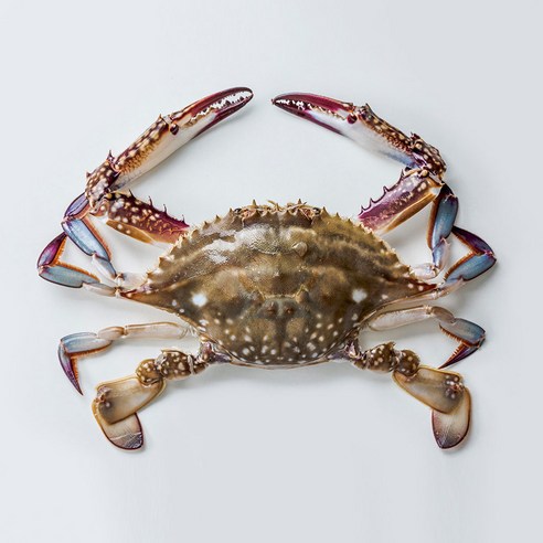 당일경매 제철 생물 숫꽃게 1kg, 1개, 2kg