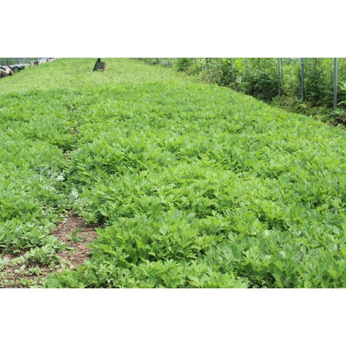 봄 향기 가득한 식탁, 무농약 쑥으로 건강을 채우다