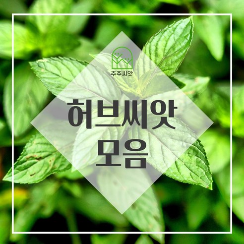 [허브씨앗] 스위트바질 20립, 47. 램스이어 20립, 1개