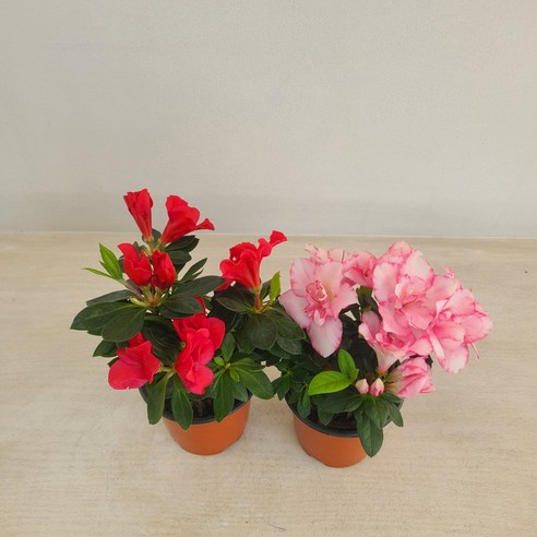 삭막한 공간에 생기를 불어넣는 철쭉, 초보도 쉽게 키우는 나만의 작은 정원