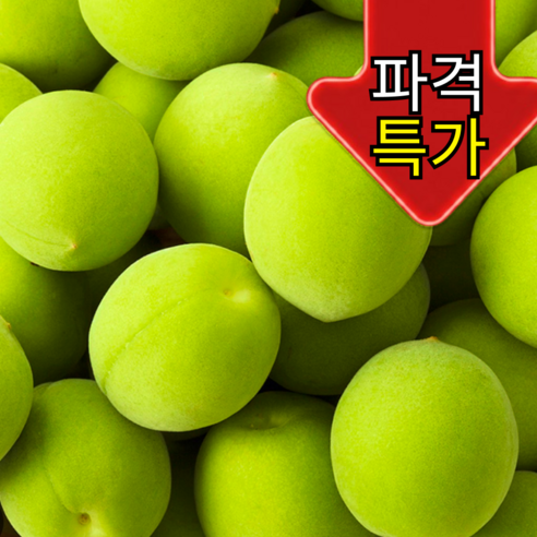 [30박스한정할인] 산지직송 싱싱한 2026년 매실