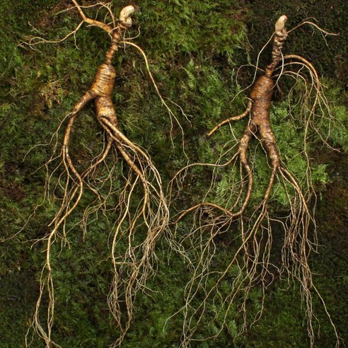 백두산 20년산 산양산삼 장뇌삼 40g/뿌리 3뿌리 - 인삼/수삼/장뇌삼 | 쿠팡