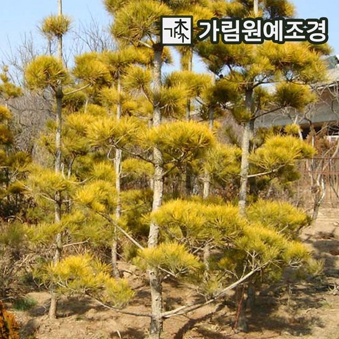 소나무 정원수 조경수 가림원예조경, 황금소나무 R4cm 분묘, 1개