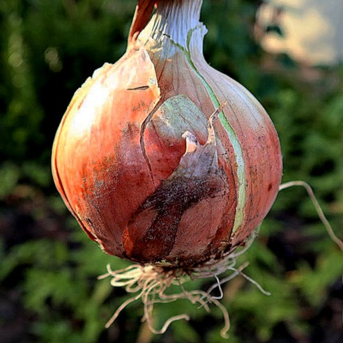 행사특가 친환경 경남 양파 식당용 가정용 햇양파 저장양파, 소과(장아찌용), 햇양파 3kg, 1개