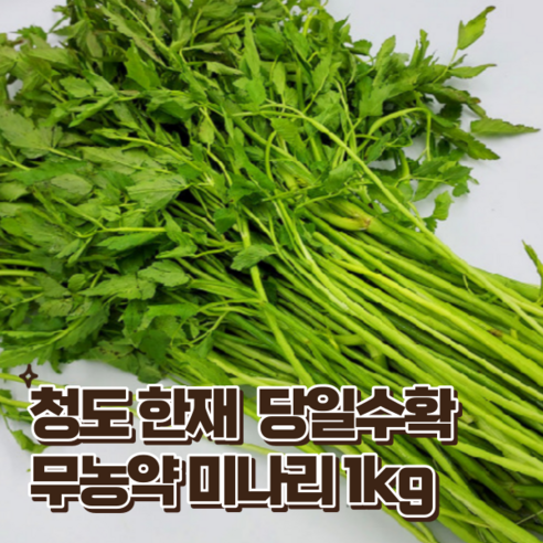 당일수확 무농약 한재 미나리 1KG 개별 포장 // 4KG 벌크, 1개