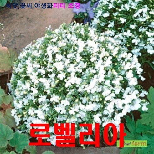 희귀씨앗 Lobelia Riviera 화이트 씨앗 20립, 1개