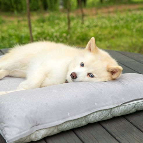 더위를 잊을 수 있는 반려견의 편안한 피난처