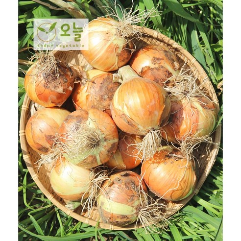 [오늘야채]24년 창녕 햇양파(소) 3kg 5kg 10kg 산지직송, 1박스
