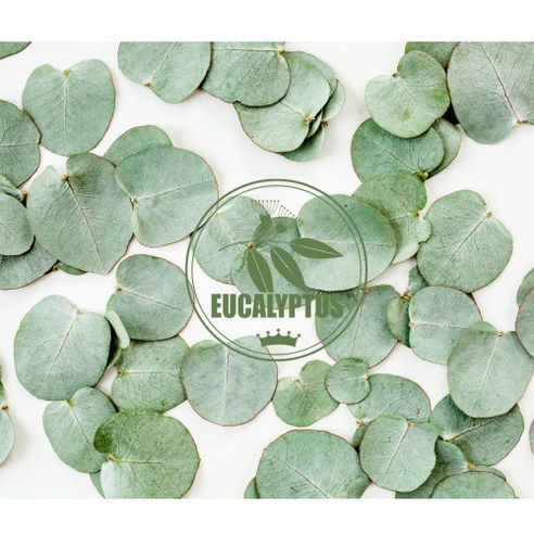 순수한 자연의 힘을 느껴보세요