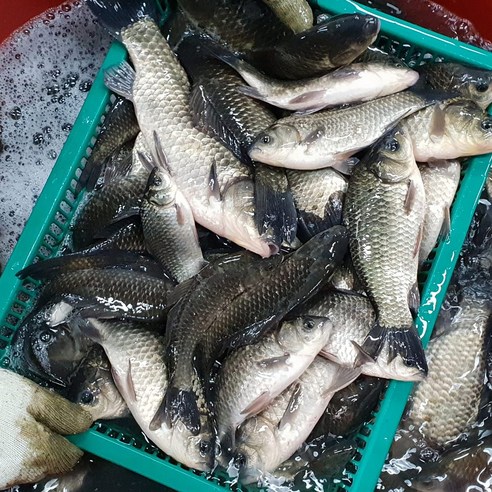 신선편의식재료와 저렴한 가격의 국내 자연산 민물고기 손질붕어 1kg