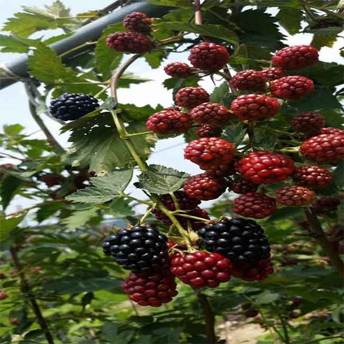 전북 정읍 냉동 블랙베리 특품 2.5kg/트레이포장, 4개