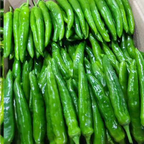 국내산 아삭이 오이맛 고추 식자자 마트용 가정용, 1개, 5kg