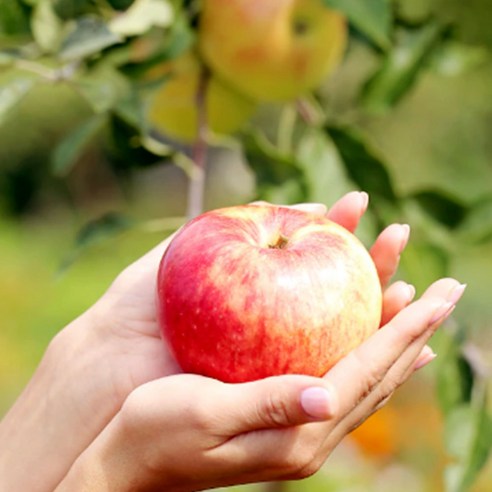 가을의 달콤한 유혹, 홍로 햇사과로 건강과 풍요로움을 가득 담아보세요.
