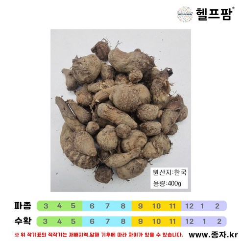 헬프팜 토란 종근 400g 토란씨 씨앗 종자