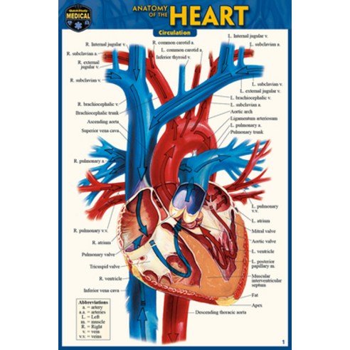 Anatomy of the Heart (Pocket-Sized Edition - 4x6 Inches) Other, Quickstudy Reference Guides