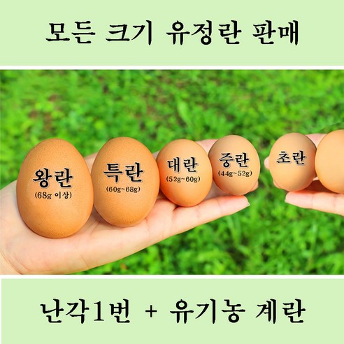 산림방사의 그 이상, 최고의 유기농 계란