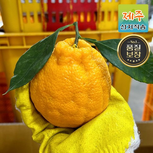 산지직송 제주도 당도보장 한라봉 3kg 5kg 가정용/선물세트, 0.한라봉 로얄 [중과] 2kg