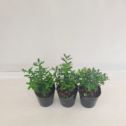 싱그러운 호랑가시로 공간에 활력을 더하세요