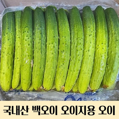 국내산 백오이 오이지용 오이 10개~50개 오이지오이 오이지 오이지용오이 절임오이 절임용오이 오이지용 백오이, 20개(2.5kg내외), 1개