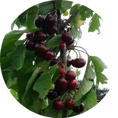 베란다 정원에서 즐기는 달콤한 행복, 체리나무 묘목 선택 가이드 체리나무