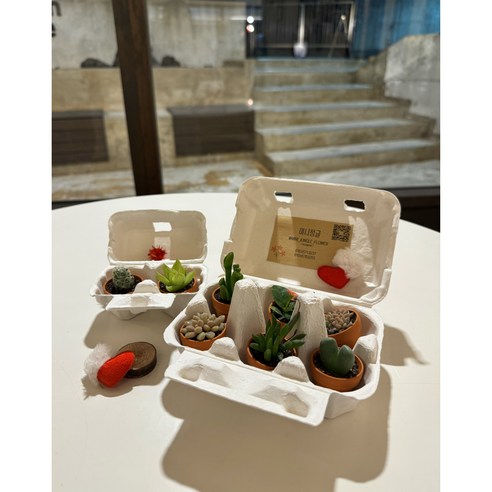 작은 크기에도 독특한 매력을 가진 초미니다육 식물 독일토분