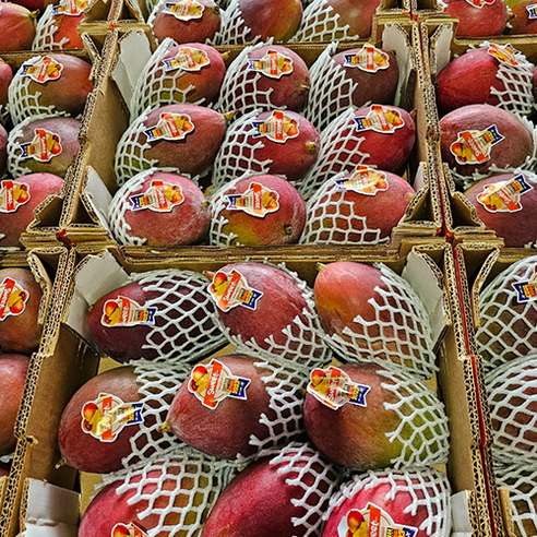 입에서 사르르 녹는 행복, 고당도 애플망고로 특별한 마음을 전하세요.