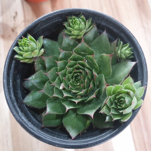 인플랜츠팜 능견바위솔 월동가능 다육식물 공기정화식물 반려식물, 1개