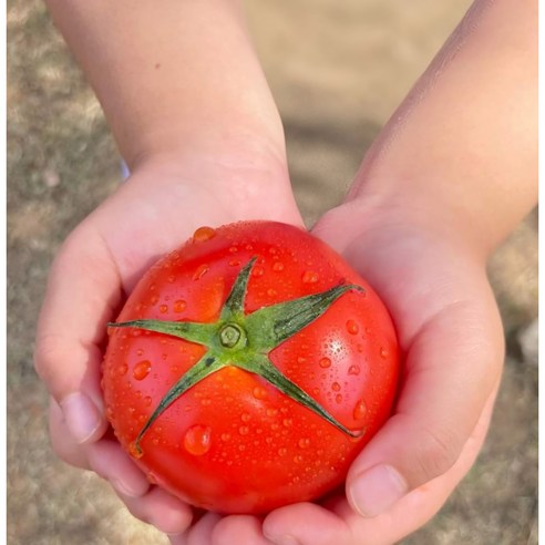 [수리네] 국내산 완숙 토마토 찰토마토 1kgg 1.5kg 2kg 3kg 5kg 당일수확, 1박스, 3kg(일반) 중과