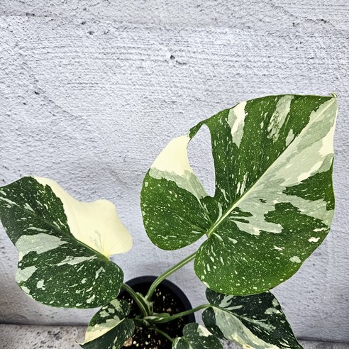 몬스테라, 찢잎 보장? 키우기 고민 종결! 나만의 정글 만들기 🌱 알보몬스테라