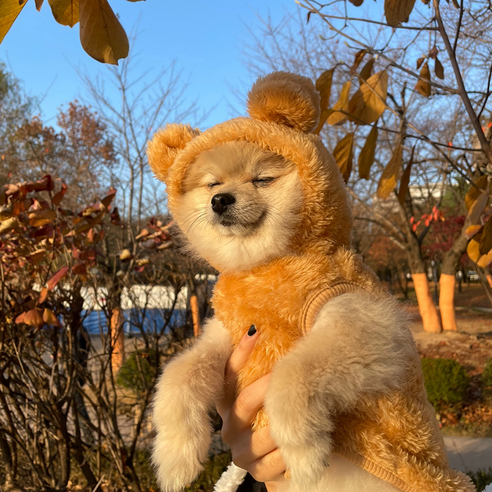 데댕 큐트 베어 강아지 후리스 조끼, 브라운