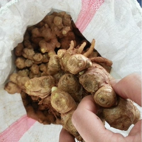 튼튼한 씨생강 하나로 풍성한 수확과 건강을 동시에!